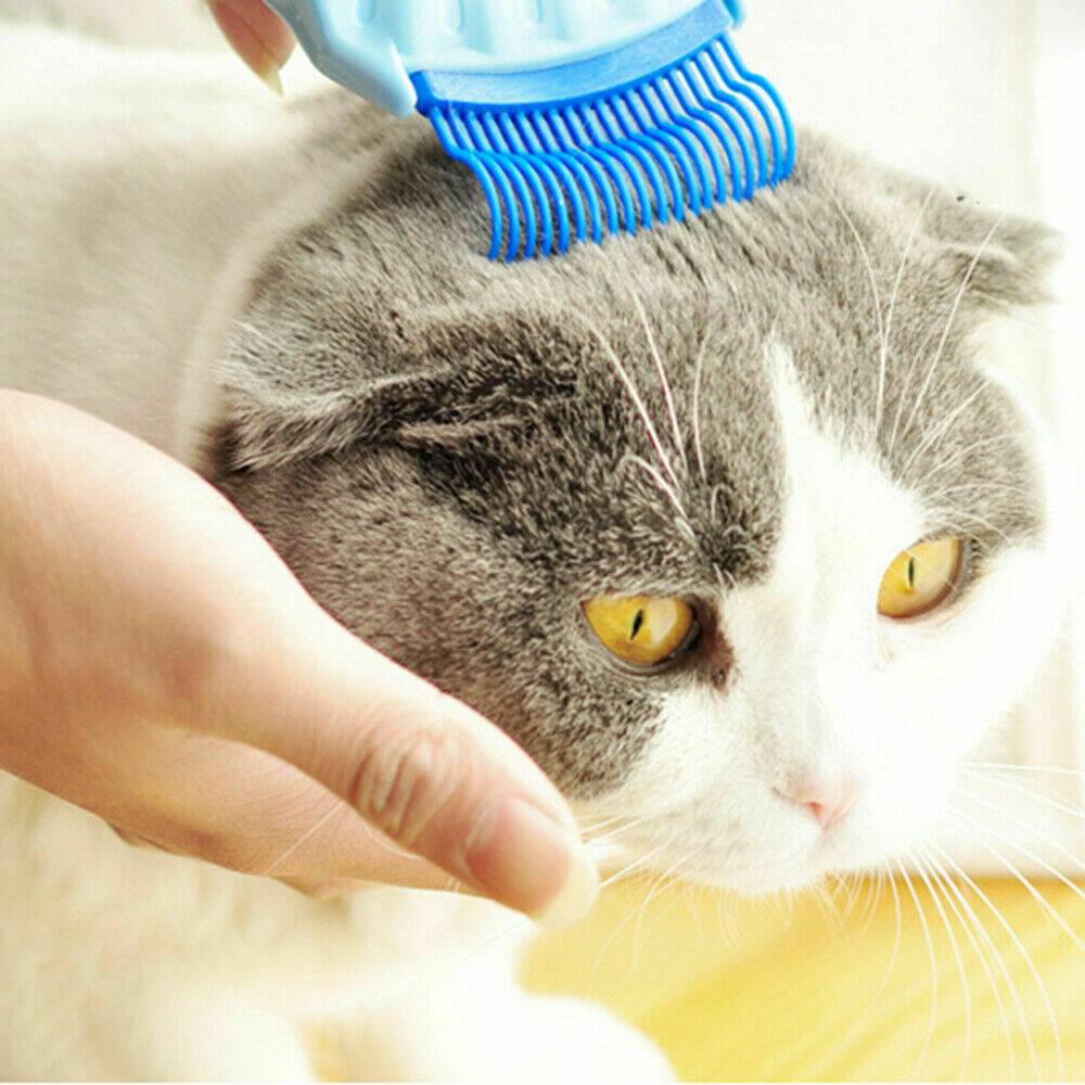 Pet Massage Shell Brush Best Sellers Pets Supplies Color : Blue|Violet|Pink Pet Massage Shell Brush Best Sellers Pets Supplies Color : Blue|Violet|Pink